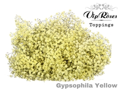 Gyps Pa Yellow