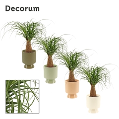 Beaucarnea Recur 12Ø 35cm
