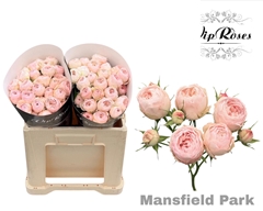 R Tr Mansfield Park 577