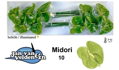 Anth A Midori 60cm 15cm Ø