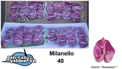 Anth A Milanello 55cm 11cm Ø