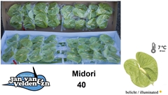 Anth A Midori 55cm 11cm Ø