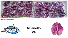 Anth A Milanello 55cm 11cm Ø