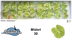 Anth A Midori 50cm 9cm Ø