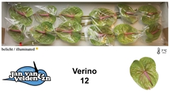 Anth A Verino 60cm 13cm Ø