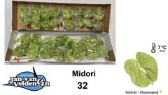 Anth A Midori 55cm 11cm Ø