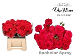 R Tr Bachelor