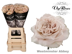 R Gr Wminster Abbey! X20