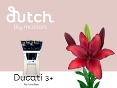 Li Az Ducati 80cm 35+