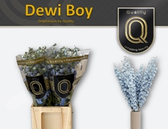 Delph El Dewi Boy 60cm 23