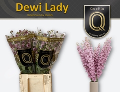 Delph Dewi Lady 70cm 23
