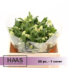 Helleb Winterbells 30cm