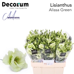 Eust G Alissa Green 60cm