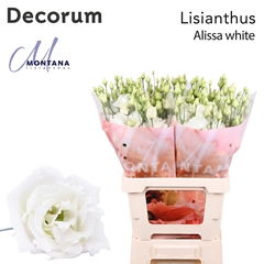 Eust G Alissa White 60cm