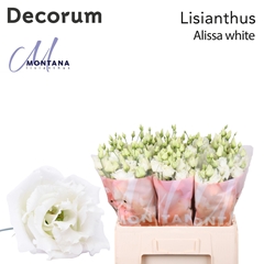 Eust G Alissa White 60cm