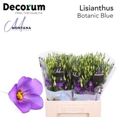Eus E Botanic Blue 60cm