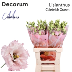 Eus G Celeb Queen 60cm