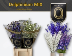 Delph Mixed 60cm 23