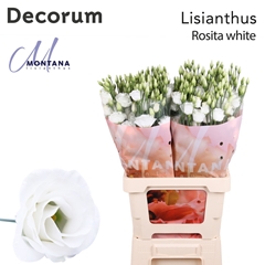 Eust G Rosita White 60cm