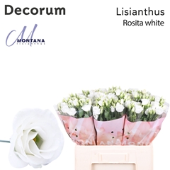 Eust G Rosita White 60cm