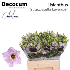 Eus G Stracciate Lav 60cm