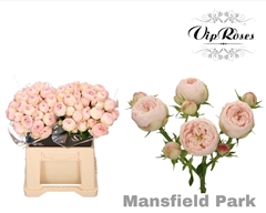 R Tr Mansfield Park X20