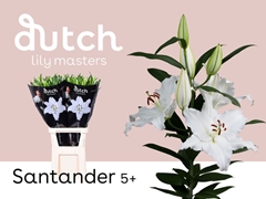 Li Or Santander 100cm 55+