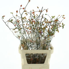 Rosa Zaffiro 100cm