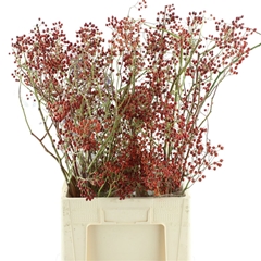 Rosa Corallo 70cm