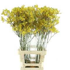 Anigoz Yindi 85cm