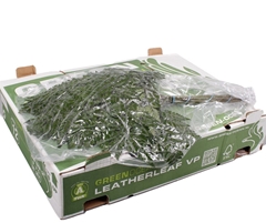 Leatherleaf 50cm