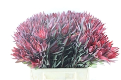 Leucad Sal Blush 40cm