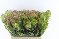 Leucad Safari Goldst 60cm