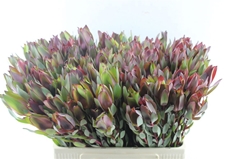 Leucad Senorita 60cm