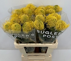 Leuco Nut High Gold 60cm