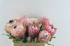 Protea Barbigera 60cm