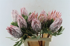 Protea Cynaroides 60cm