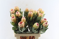 Protea Grandicolor 60cm