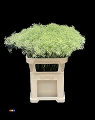 Gyps Million Star Mint