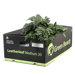 Leatherleaf 45cm