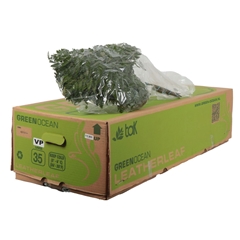 Leatherleaf 50cm