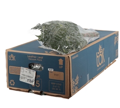 Leatherleaf 50cm
