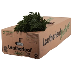 Leatherleaf 50cm