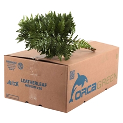 Leatherleaf 45cm
