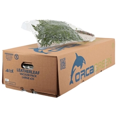 Leatherleaf 50cm