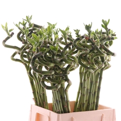 Lucky Bamboo Stem Spiral 80cm