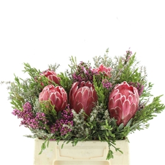 Protea Per Bunch 3 Punt 50cm