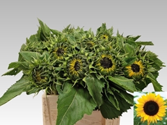 Helian An Sunrich Or 65cm 12