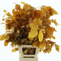 Droogbl Bewerkt H% 70cm 150gram