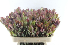 Leucad Senorita 70cm